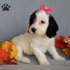 Snoopy, Cockapoo Puppy